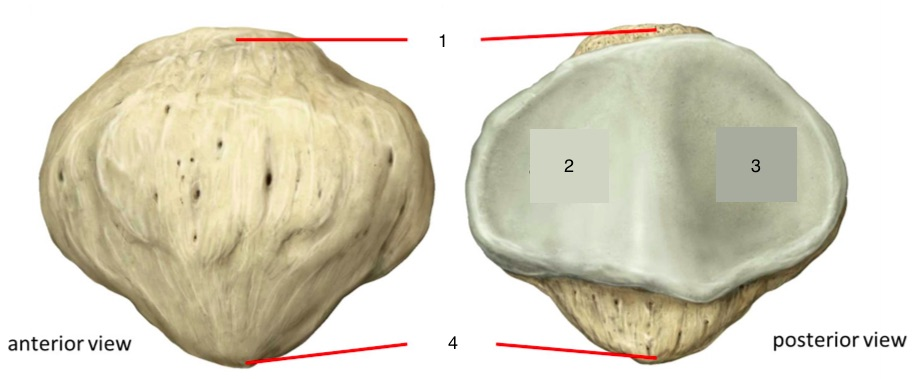 <p>Label this bone</p>