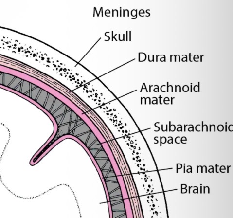 <ul><li><p>covers the surface of the brain and spinal cord.</p></li><li><p>Consists of three layers of connective tissue called the meninges.</p></li></ul><p></p><ul><li><p>Dura mater - outer layer is tough and fibrous. It sticks to the bones of the skull. Contains blood vessels.</p></li><li><p>Arachnoid - middle layer is a loose meshwork of connective fibres and contains the cerebrospinal fluid.</p></li><li><p>Pia Mater - inner layer is thin fibrous and contains most blood vessels. It sticks closely to the surface of the brain and spinal cord.</p></li></ul><p></p>