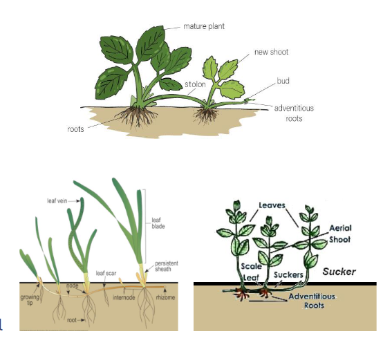 <ul><li><p><strong>stolons</strong></p><ul><li><p>aboveground stems! dvlp plantets</p></li></ul></li><li><p><strong>stoloniferous rhizomes</strong></p><ul><li><p>belowground stems! same as stolon </p></li></ul></li><li><p><strong>suckers</strong></p><ul><li><p>root instead of stem but does same thing</p></li></ul></li></ul><p></p>