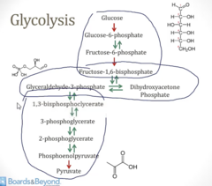 <p>1. Priming/Investment stage: Where the cell invests energy (spends ATP) to convert glucose to a more favorable structure to go through remaining rxns</p><p>2. Splitting Stage: The 6-carbon structure is divided into 2x 3-carbon structures </p><p>3. Energy Stage: Where ATP is generated</p>