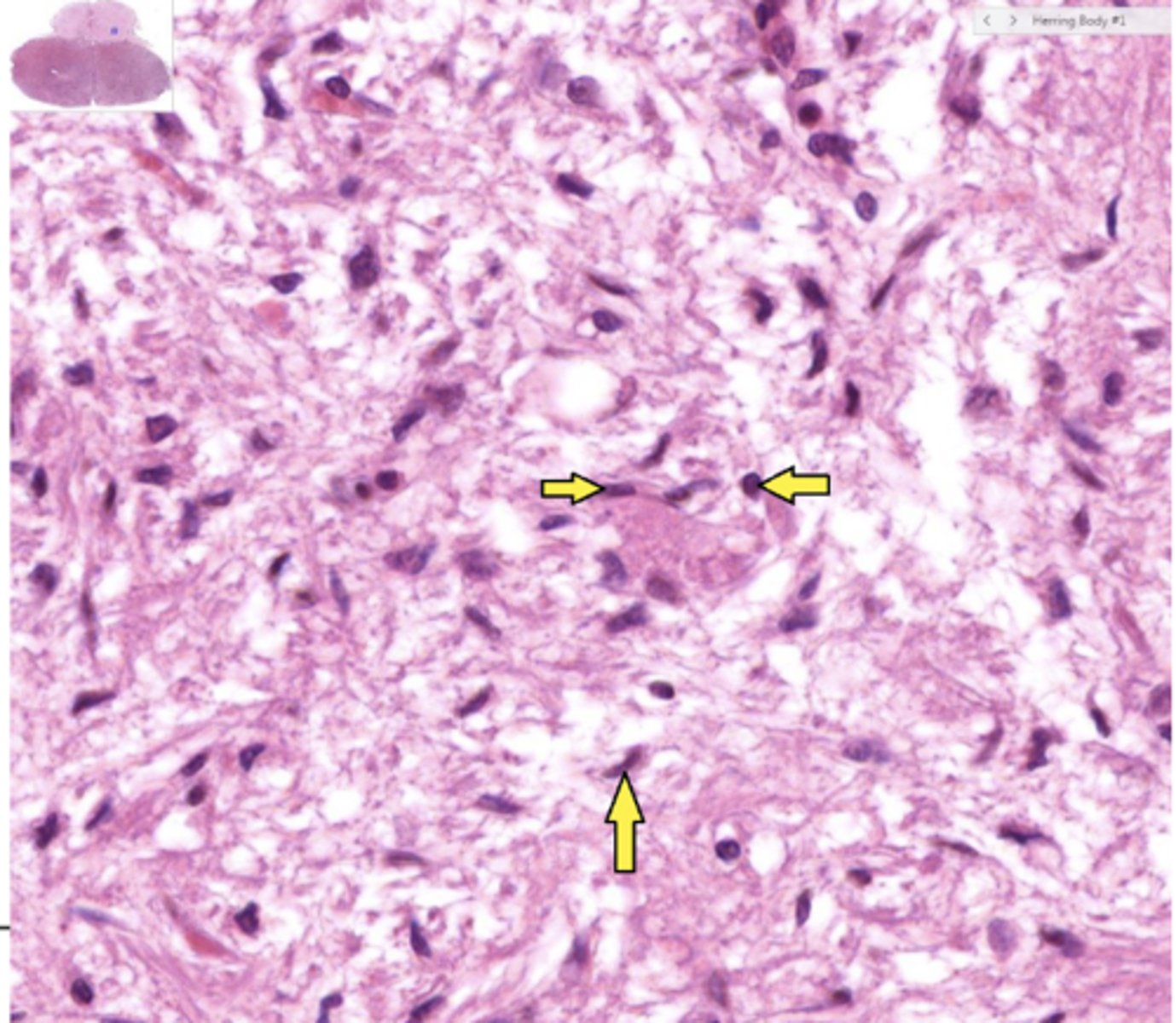 <p>Identify the cells</p>