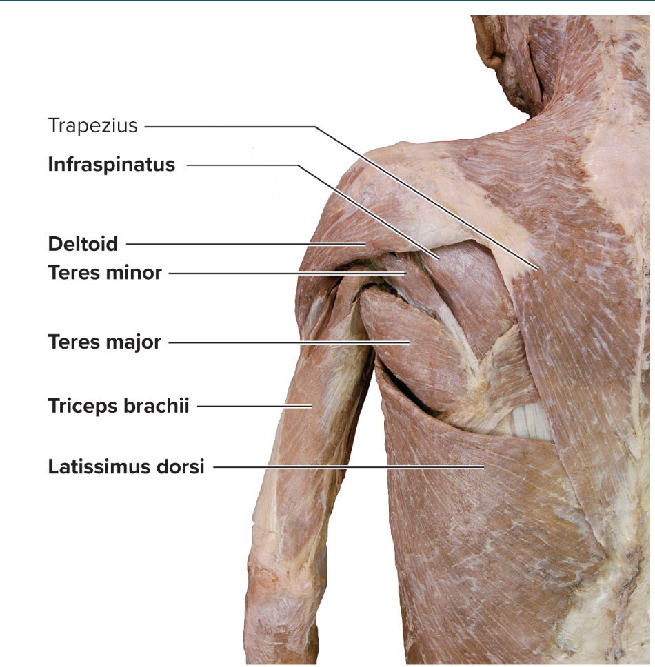 <p>Origin: Lateral border of scapula </p><p>Insertion: Greater tubercle of humerus</p><p>Action: Extends, laterally rotates, and adducts arm (stabilizes shoulder joint)</p><p>Innervation: Axillary nerve </p>