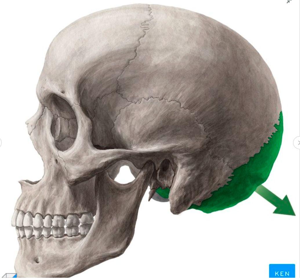 <p>The posterior cranial bone forming the back and lower base of the skull.</p>