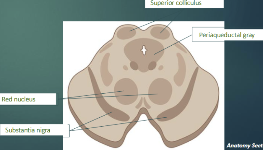 <p>Superior part of brainstem (midbrain) </p><p>Superior portion of midbrain: </p><ul><li><p>Tectum: dorsal (top) </p><ul><li><p>Superior colliculi (& inferior) </p></li></ul></li><li><p>Tegmentum: Ventral</p><ul><li><p>Periaqueductal gray: pain modulation</p></li><li><p>Red nucleus</p></li><li><p>Substantia nigra</p></li></ul></li></ul><p></p>