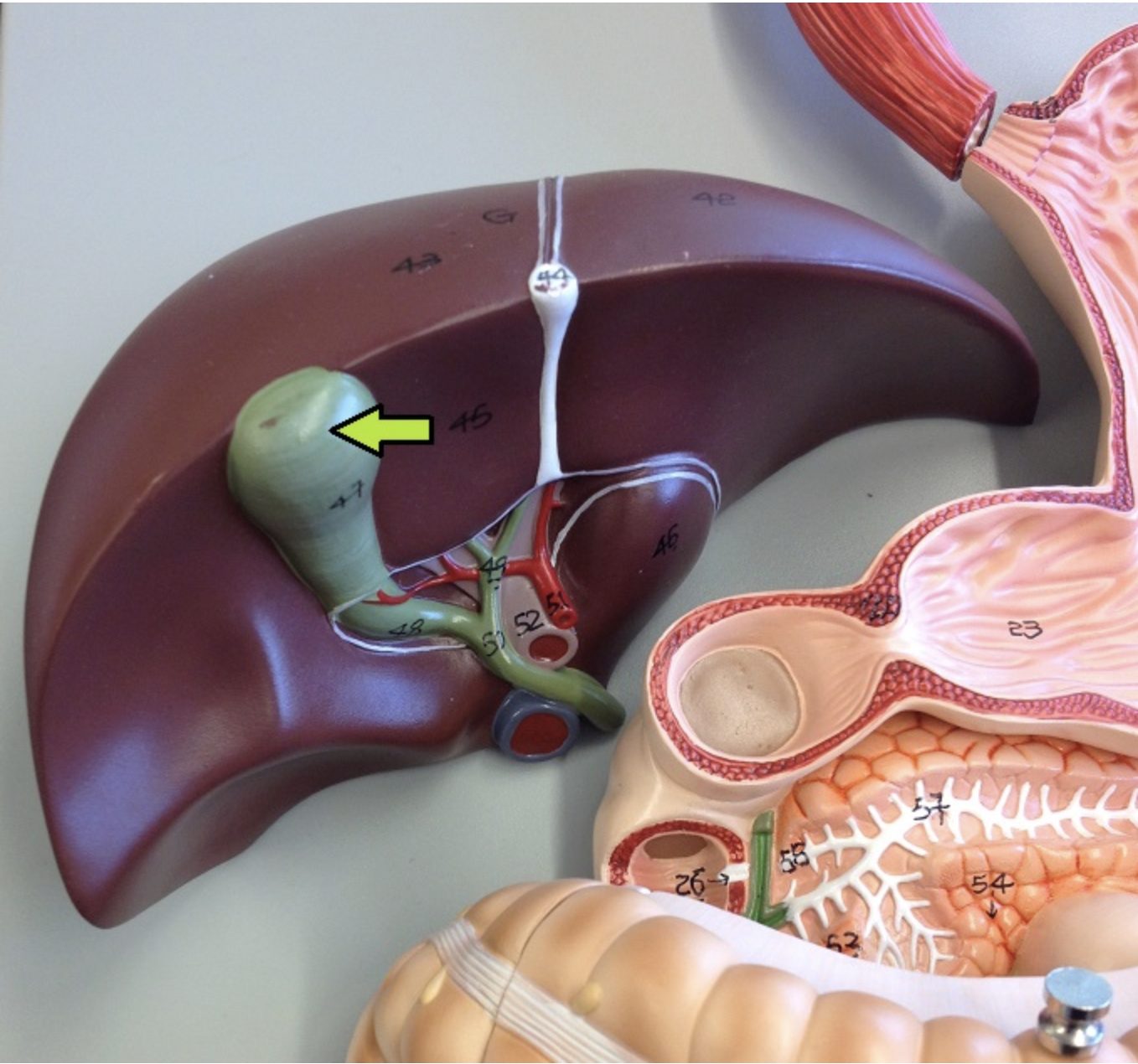 <p>identify the major organ</p>