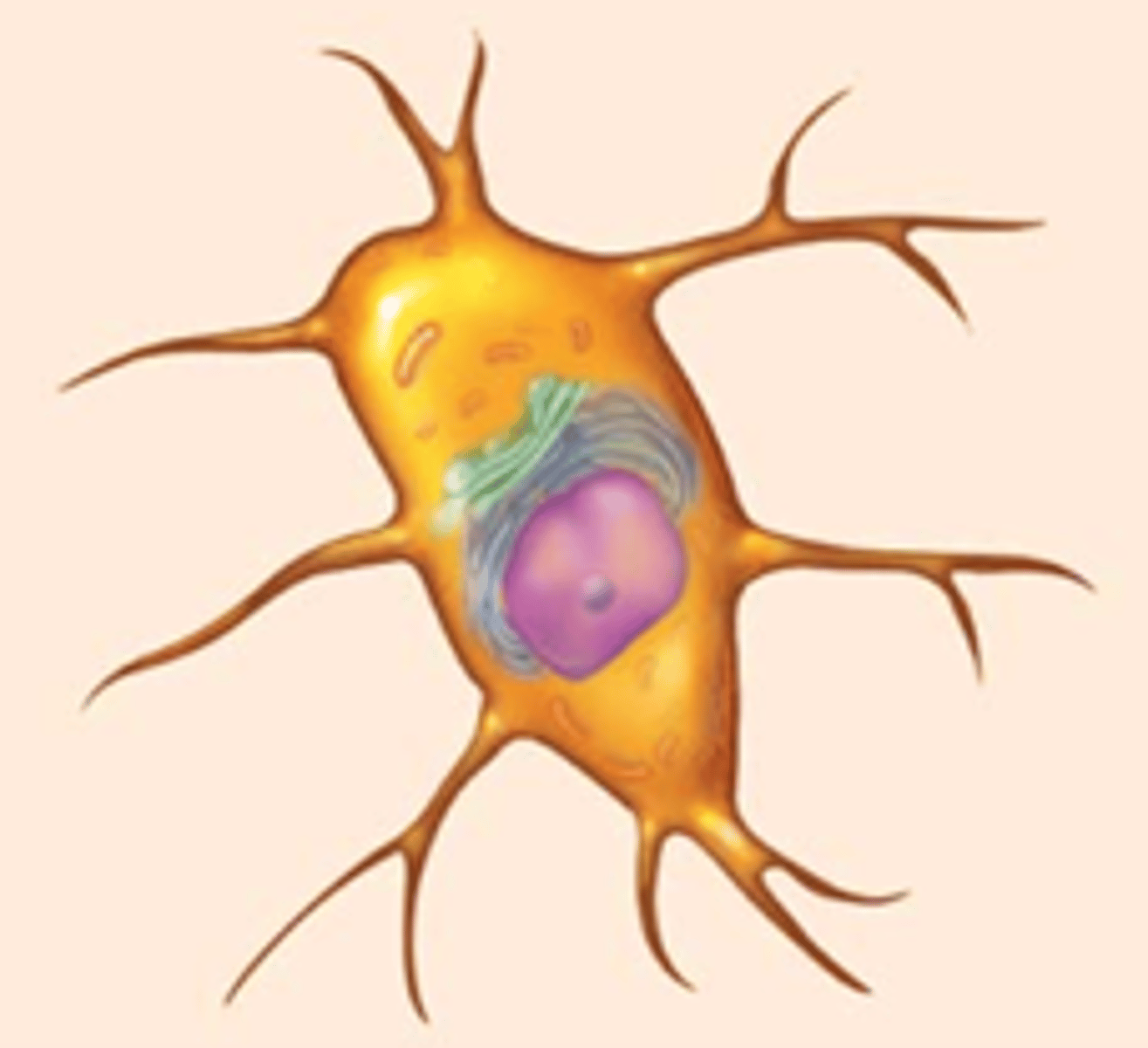 <p>mature bone cells maintaining the health of the bone matrix</p><p>found within lacunae (little-houses) connected to other osteocytes by canaliculi (little canals)</p><p>function as mechanical stress sensors and communicate to osteoblasts and osteoclasts to remodel bone</p>