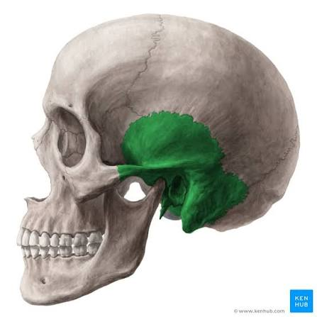 <p>What part of the cranium is this?</p>
