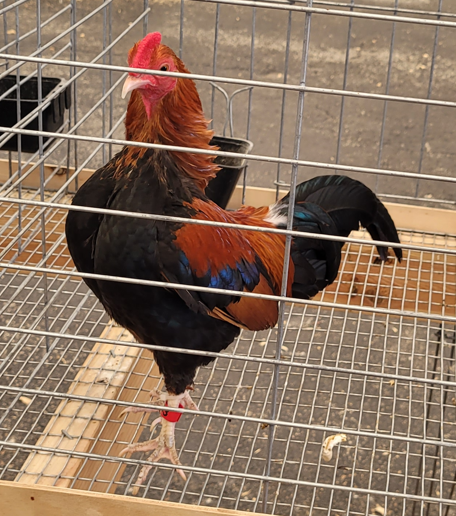 <p>What kind of Cock is this?</p>