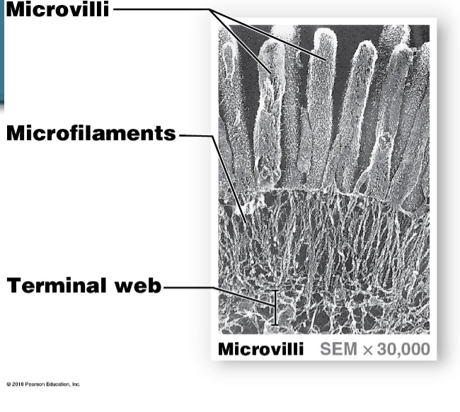 <p>Where are microfilaments found</p>