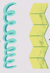<p>Structural proteins held together by hydrogen bonds</p>