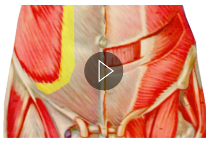 <p>What muscle is being highlighted? </p>