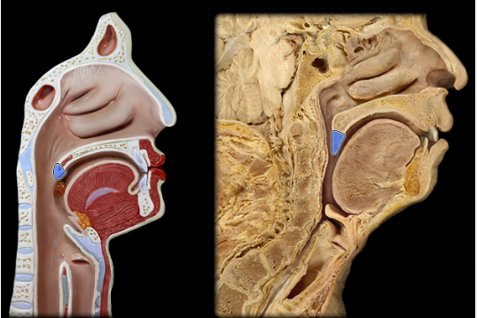 <p><span>Uvula</span></p>