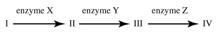 <p>Refer to the metabolic pathway illustrated. If I, II, III, and IV are all required for growth, a bacterial strain that does not make enzyme X would be able to grow on medium supplemented with which of the following nutrient(s)? 35) ______</p><p>A) nutrient A only B) nutrient B only</p><p>C) nutrients A and B only D) nutrients B, C, and D only</p>