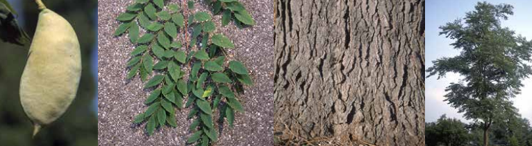 <p>Identify this tree: </p>