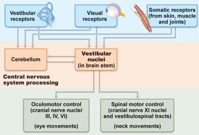 <p>Information about the body’s position in space comes from three main sources and is fed into two major processing areas in the central nervous system</p><ul><li><p>Three main sources:</p><ul><li><p>Vestibular Receptors</p></li><li><p>Visual Receptors</p></li><li><p>Somatic Receptors (skin, muscle, joints)</p></li></ul></li><li><p>Two major processing areas:</p><ul><li><p>Cerebellum → CNS</p></li><li><p>VESTIBULAR NUCLEI (in brain stem)</p><ul><li><p>→ cranial nerves (PNS) for eye and neck movements</p></li></ul></li></ul></li></ul><p></p>