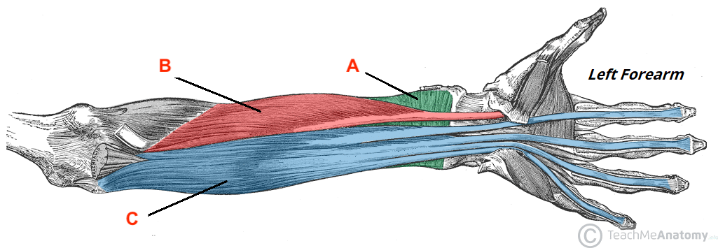 <p>C</p>