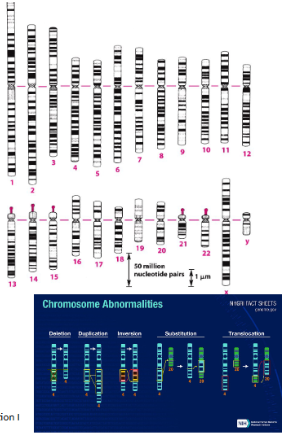 <p><span style="background-color: transparent;">centromere </span></p>