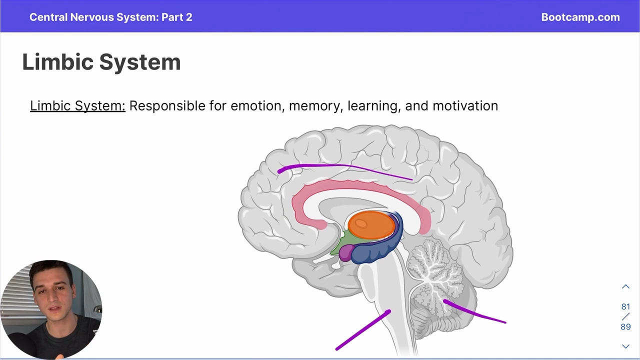 <p>Responsible for emotion, memory, learning and motivation</p><p></p><p>consists of the thalamus, hypothalamus, hippocampus, and amygdyla </p>