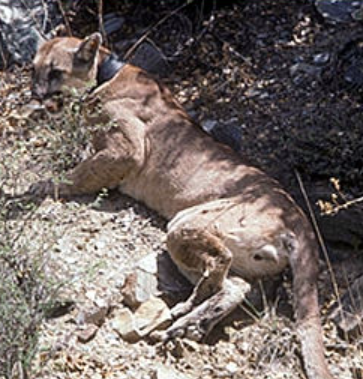 <p>Male mountain lion</p>