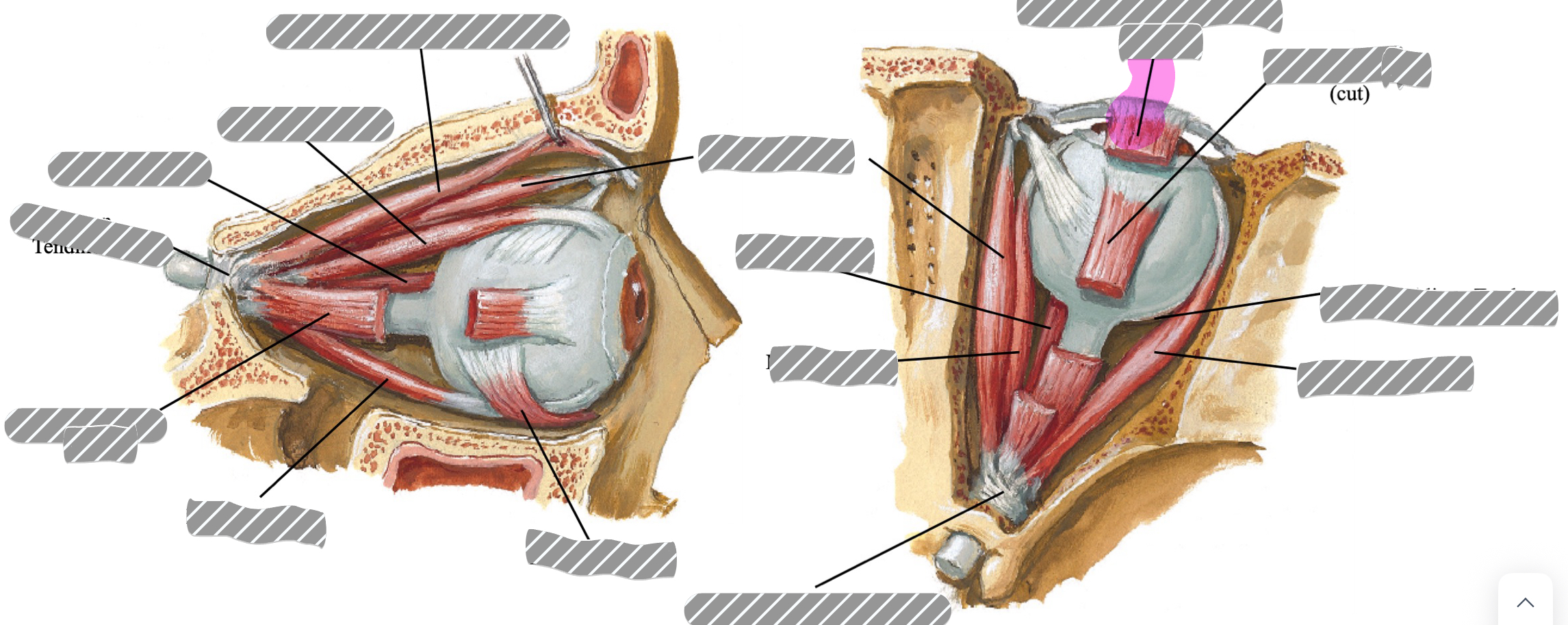 term image