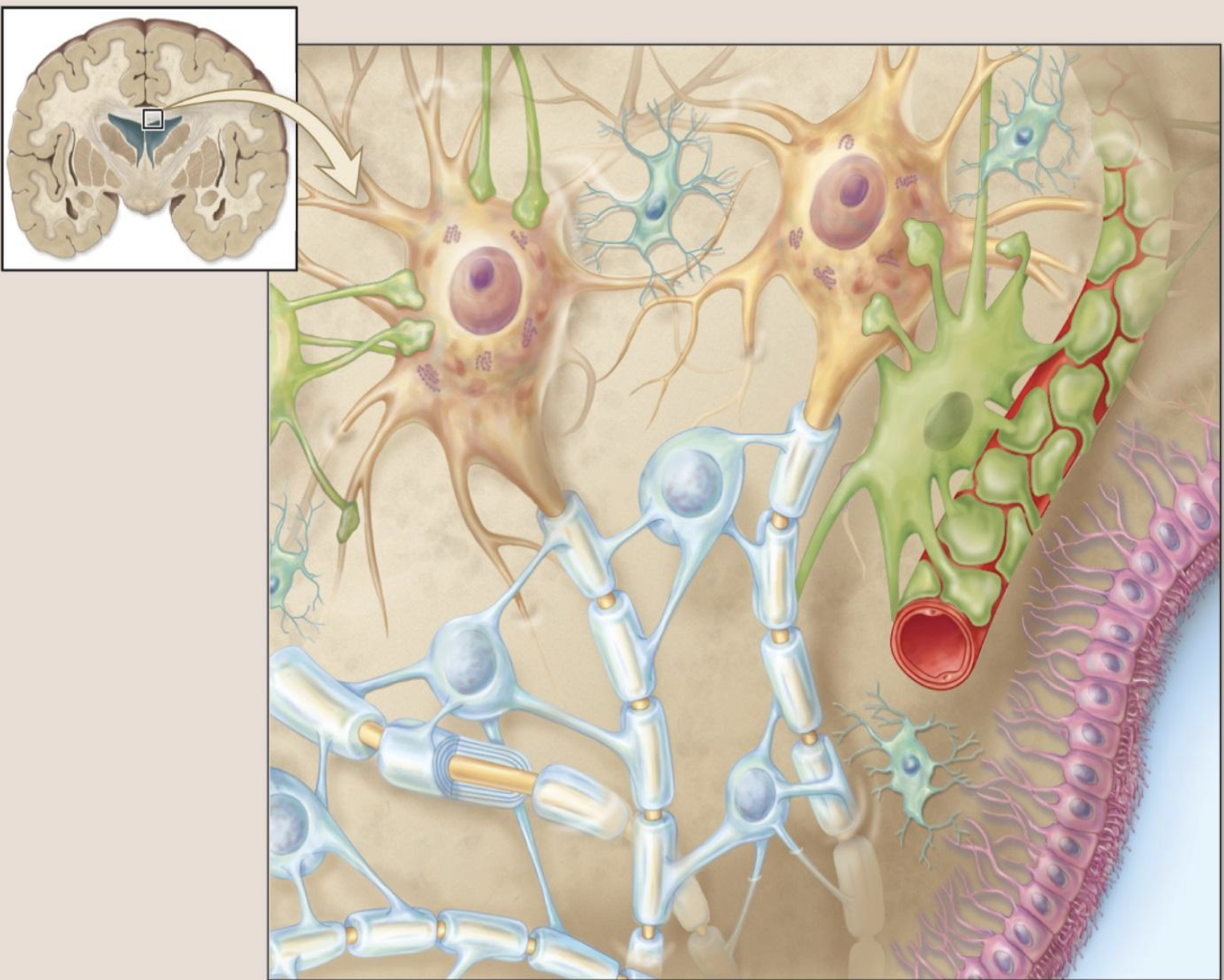 <ul><li><p>Oligodendrocytes</p></li><li><p>They form myelin around multiple axons</p></li></ul><p></p>