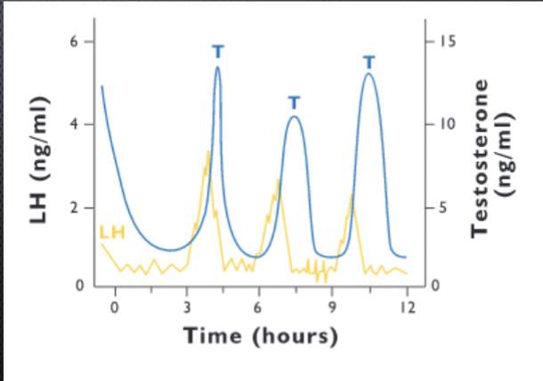 <p>Leydig cells</p><ul><li><p>leydig cells = theca interna cells</p></li><li><p>Receptors for LH</p></li><li><p>LH binds to receptors</p></li><li><p>Synthesize P4 - which is then converted to testosterone (T)</p></li></ul><p></p>