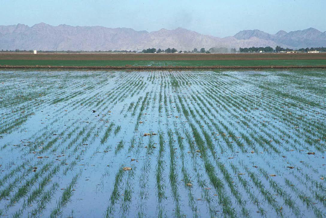 <p><strong>Flooding an agricultural field</strong> with water.<strong> 20%</strong> lost to runoff and evaporation. Can also lead to <strong>waterlogging</strong> of the soil.</p>