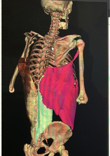 <p>What are the muscular triangles? Which muscles are they made out of?</p>
