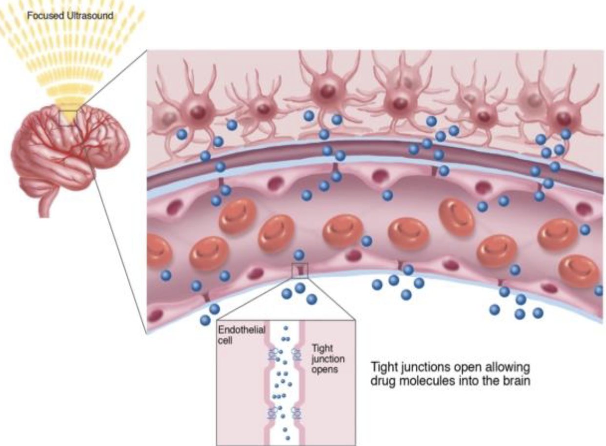 <ul><li><p>Tight junctions, basement membrane, and astrocytes</p><ul><li><p>Restrict movement between cells</p></li></ul></li></ul><p></p>