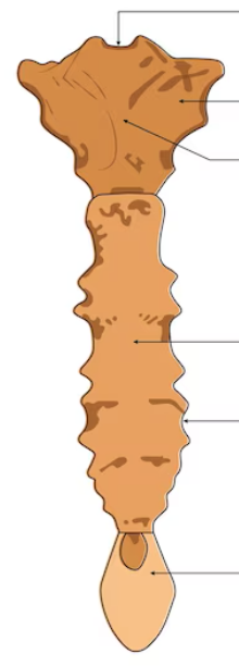 <p>jugular notch</p>