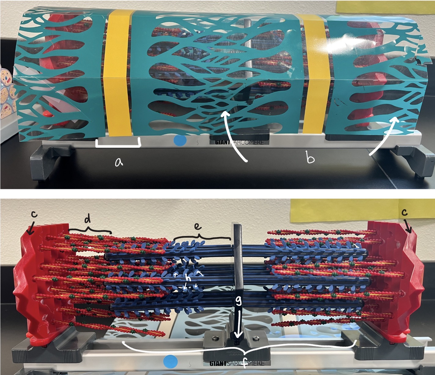 <p>What structure is in red?</p>