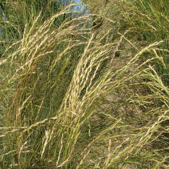 <p><span>Bluebunch Wheatgrass</span></p>