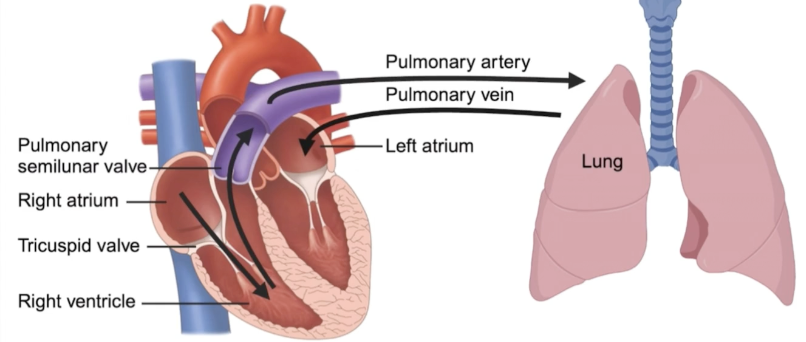 <p>Transports deoxygenated blood from the heart to the lungs via the pulmonary artery and oxygenated blood from the lungs back to the heart via the pulmonary veins </p>