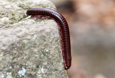 <p>millipedes</p>