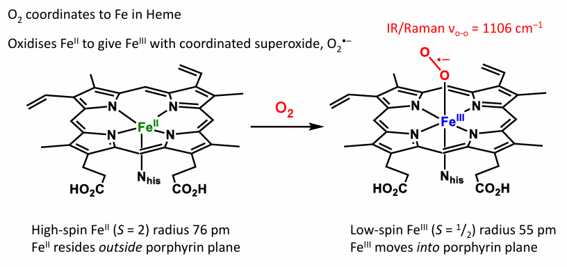 <p>Hemoglobin transfers O2 in general, It also transfers O2 to Myglobin for storage</p>