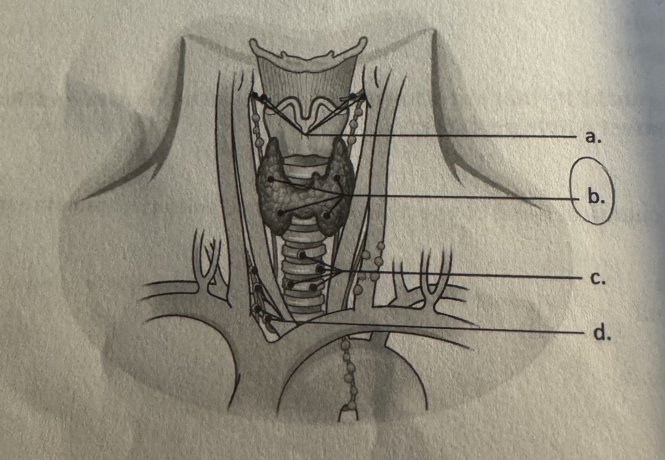 <p><strong>Where are the parathyroid glands located?</strong></p>
