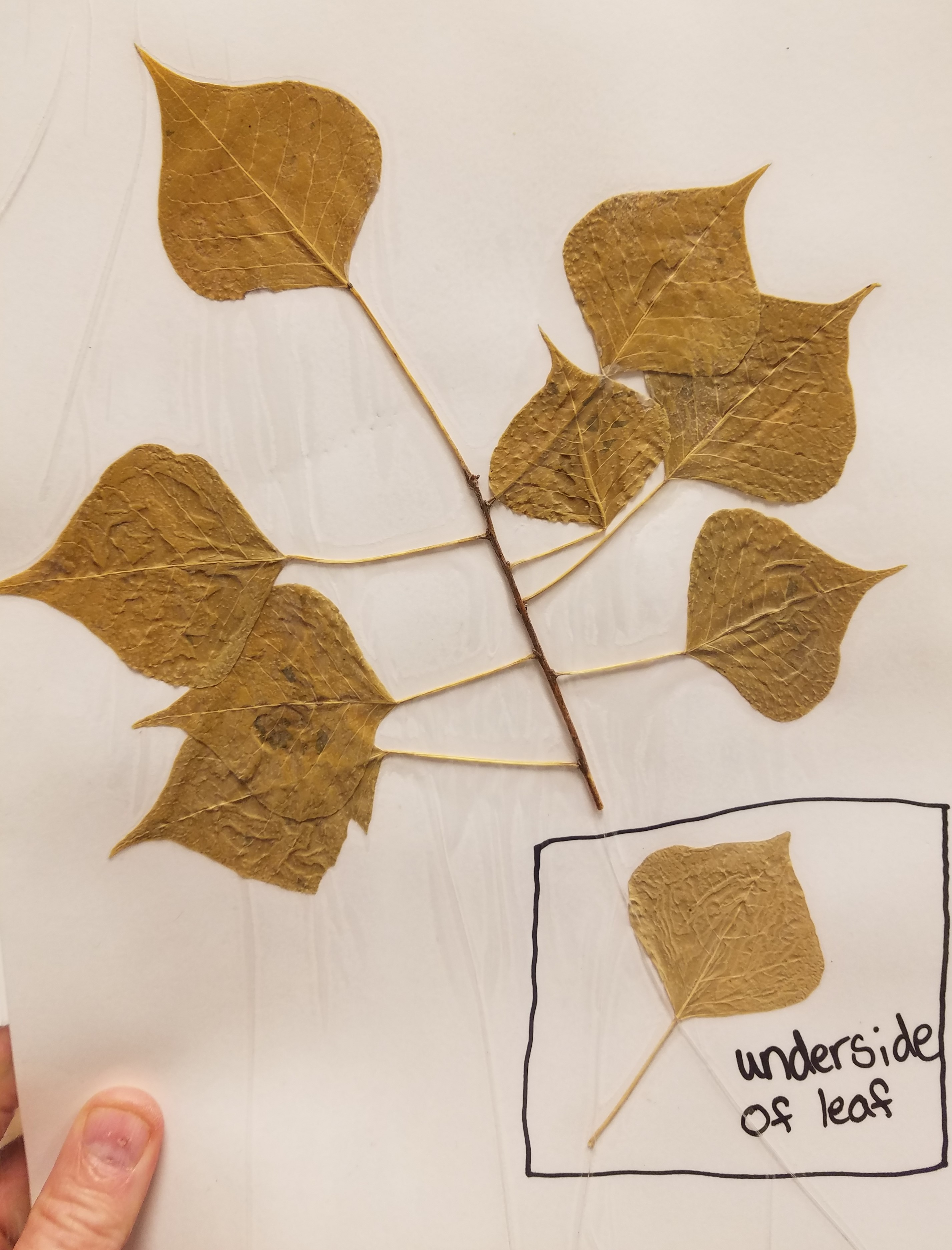 <p>What is the scientific name?</p>