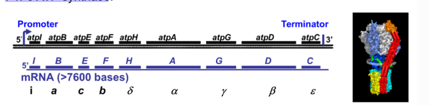 <p>How is an atp operon in e.coli an example?</p>