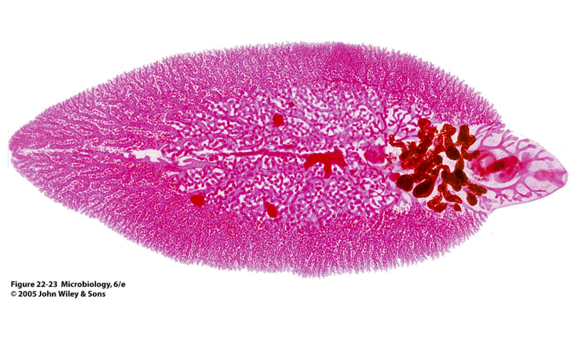 <p>What organism is this?</p>