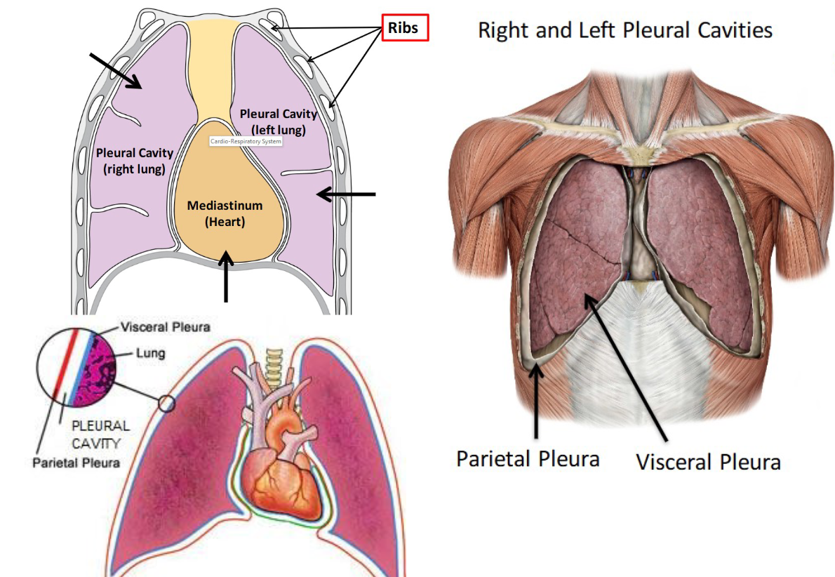 <p>pleural fluid allows lungs to expand </p>
