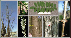 <p>Fabaceae - Robinia pseudoacacia</p>