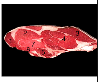 <p>What is 1 in this picture?</p>