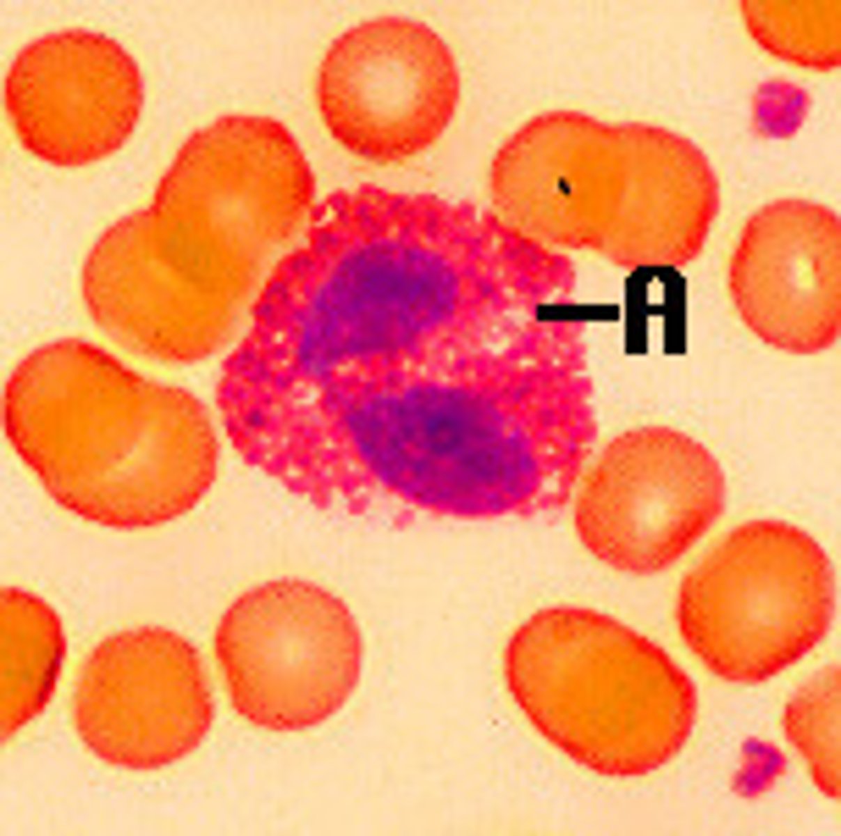 <p>Name this cell</p>