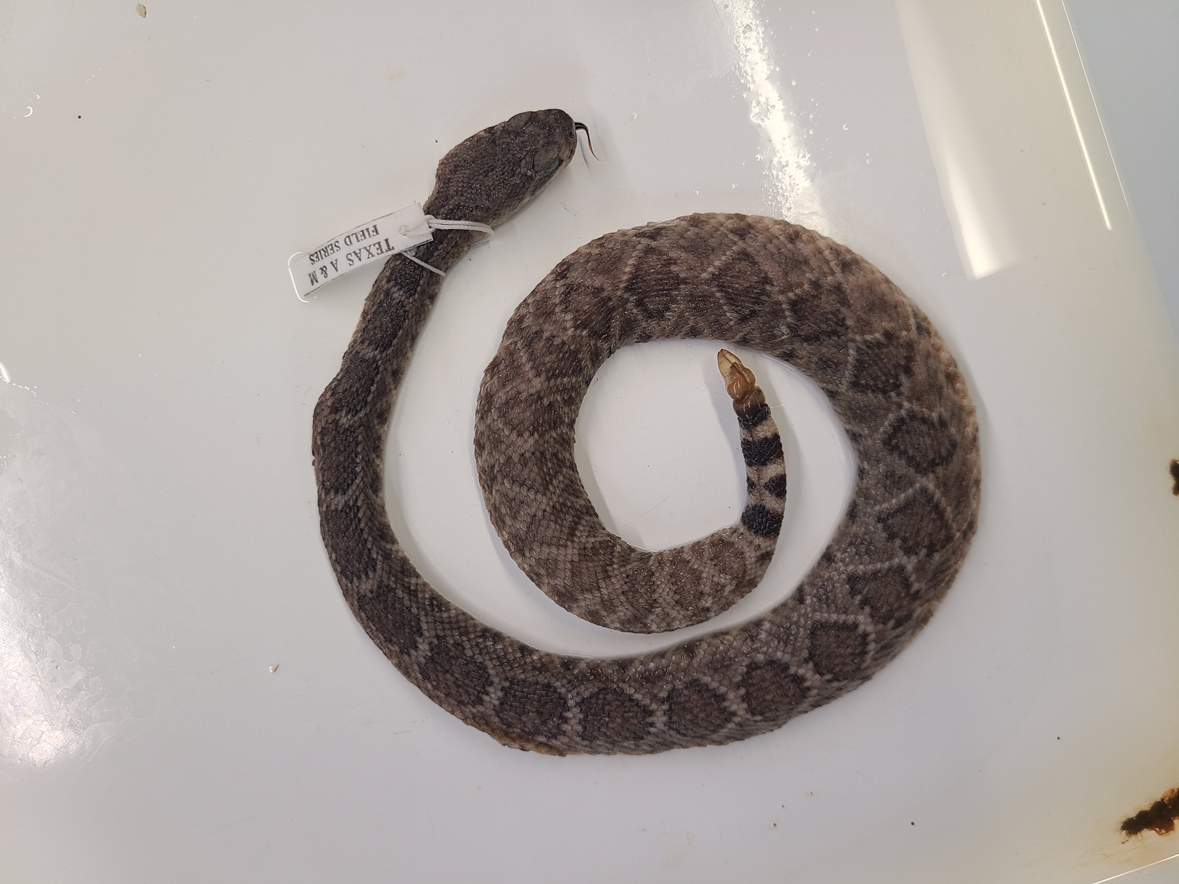 <p>Clade, Family, and Subfamily of Crotalus atrox</p>