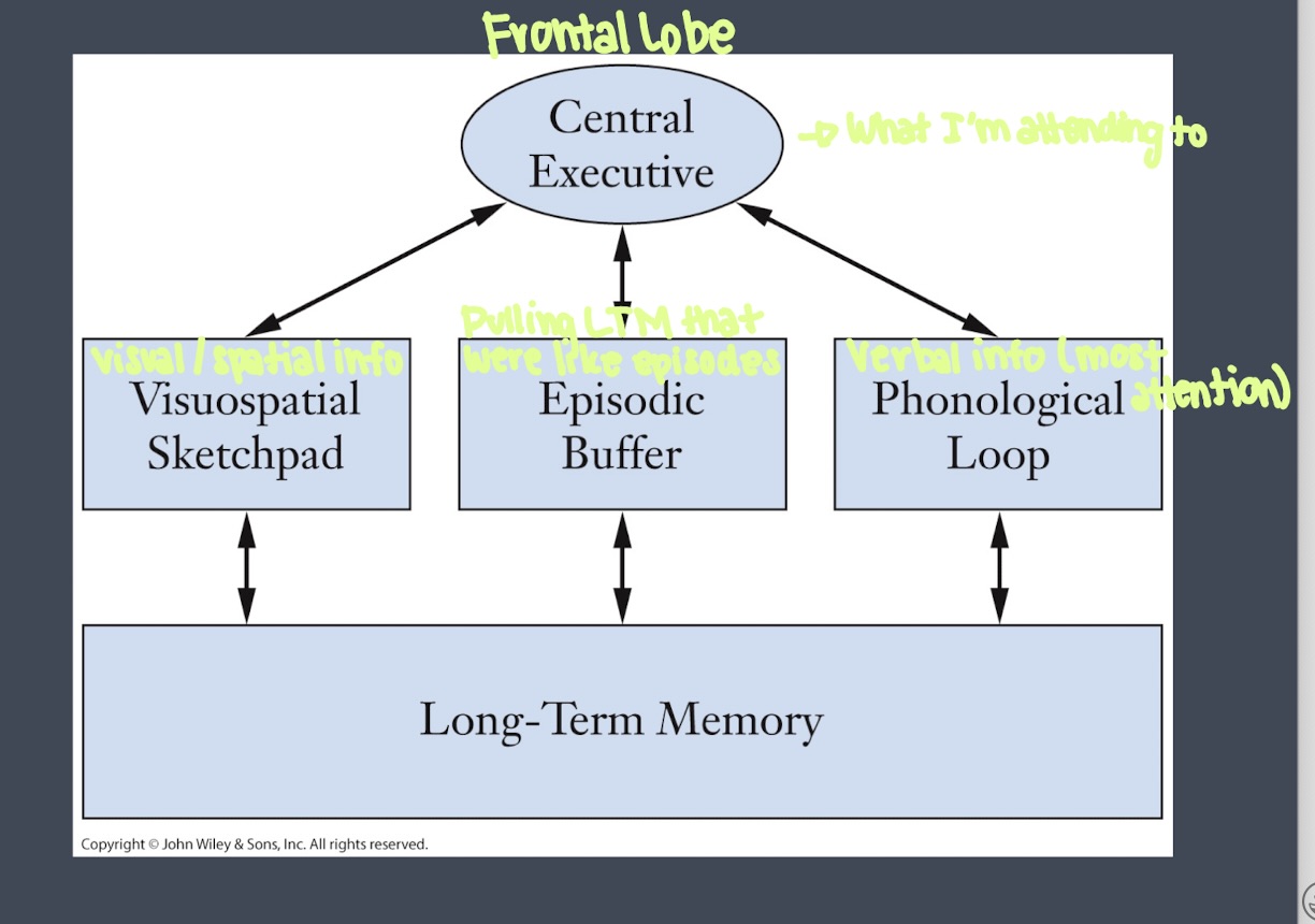 <p>our immediate memory is a multipart system that temporarily holds and manipulates info while we perform cognitive tasks </p><ul><li><p>central executive </p></li><li><p>visuospatial sketchpad</p></li><li><p>episodic buffer </p></li><li><p>phonological loop</p></li><li><p>long term memory </p></li></ul><p></p>