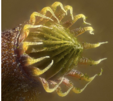 <p>Image shows </p><p>a) stipe</p><p>b) Peristome teeth and spores </p><p>c) operculum </p><p>d) gametophyte</p>