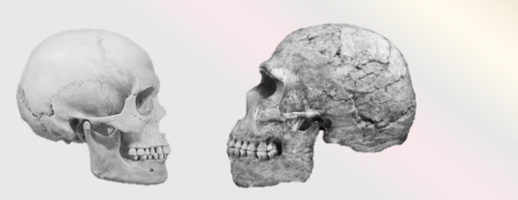 <ul><li><p><span>There is a relationship between the foods consumed and incisor row length (relative to body size) in a range of living anthropoids</span></p></li><li><p><span>Species with larger incisors tend to consume larger, tougher fruits</span></p></li><li><p><span>Smaller front teeth tend to feed on smaller foods, or those that require less extensive incisal preparation, such as leaves or berries</span></p></li><li><p><span>It is clear that relative tooth sizes (dentation) changed dramatically during the</span><br><span>late Pleistocene in the Northern Hemisphere</span></p></li><li><p><span>There are differences in tooth size still observable today based on which Hemisphere your family tree resides!</span></p></li></ul><p></p>