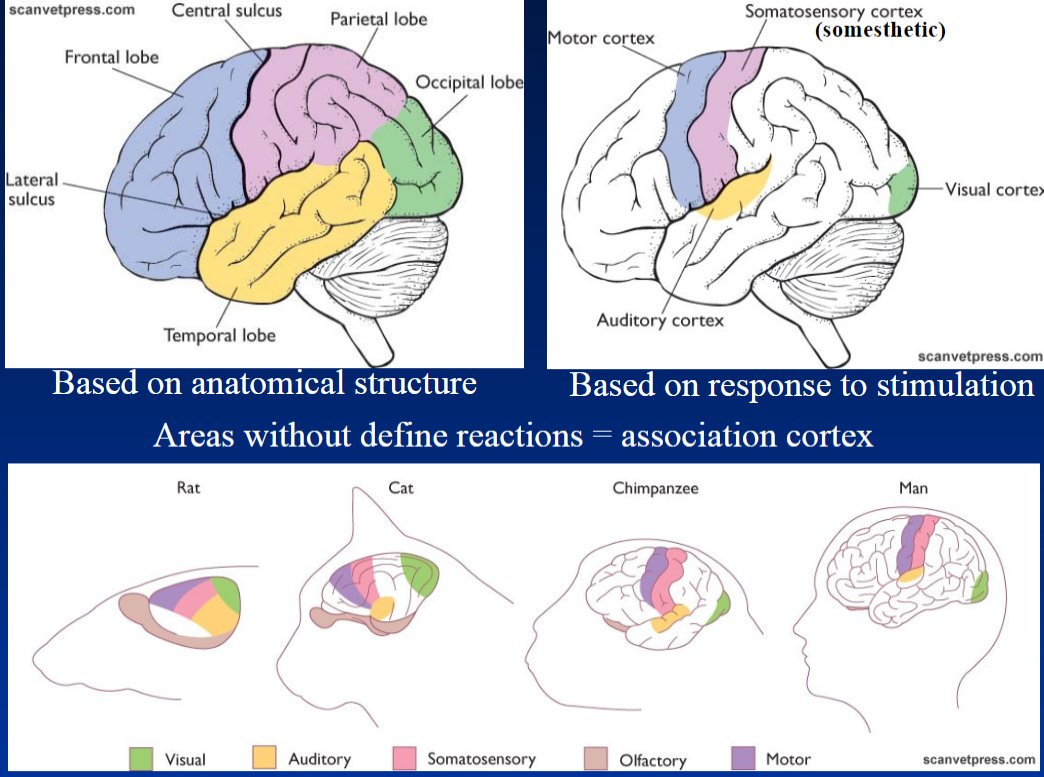 <p><strong>Based on Anatomical Structure</strong><br>  • Cerebral cortex can be organized based on <strong>anatomical structure</strong></p><p><strong>Based on Response to Stimulation</strong><br>  • Can also be organized based on <strong>response to stimulation</strong><br>  • <strong>Somesthetic</strong> → related to body sensations</p><p><strong>Association Cortex</strong><br>  • Areas without <strong>defined reactions</strong> to stimulation<br>  • Called the <strong>association cortex</strong></p>