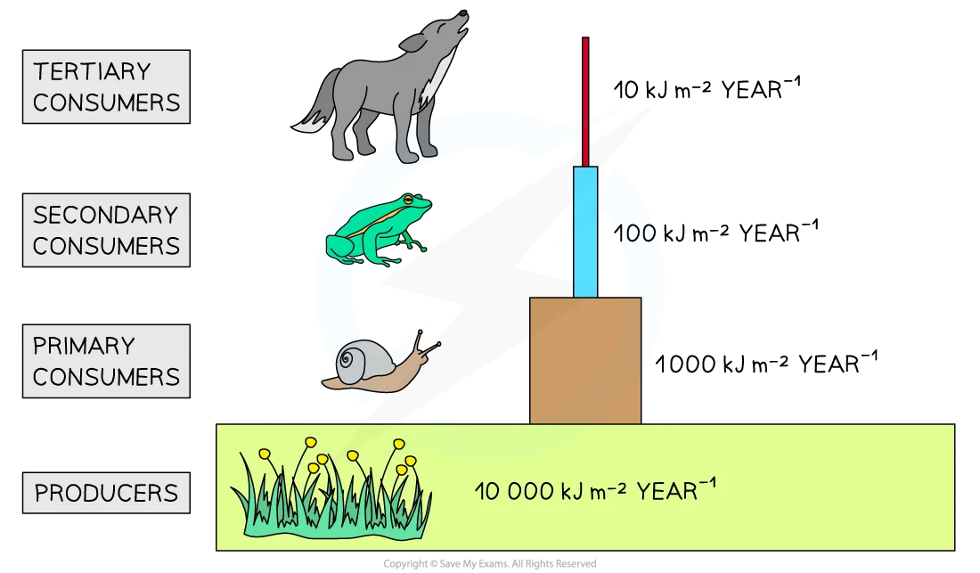 <ul><li><p><strong>Ecological pyramids</strong> model <strong>qualitiative</strong> (biomass, productivity, etc.) <strong>differences</strong> <em>between</em> <strong>trophic levels</strong></p></li><li><p><strong>PROS:</strong></p><ul><li><p>document <strong>energy</strong> <strong>transfer</strong>/<strong>loss</strong></p></li><li><p>shows what eats what</p></li><li><p>reflect <strong>ecosystem</strong> <strong>balance</strong>?</p></li></ul></li></ul><p></p><p>—TYPES—</p><ul><li><p>'A. <strong>number pyramids’ —</strong> # organisms per level</p><ul><li><p>easy overview </p></li><li><p><u>BUT</u> disregards size/juvenile + LOTS counting</p></li></ul></li><li><p><strong>biomass pyramids’ — </strong>biomass per level</p><ul><li><p>considers size per indiv </p></li><li><p><u>BUT</u> must kill to measure, only sample masses anyways</p></li></ul></li><li><p><strong>‘energy pyramids’ </strong>— productivity/energy per level</p><ul><li><p>over time, diff. ecosystems, <strong>second law of thermo</strong></p></li><li><p><u>BUT</u> must measure growth over time, where detritivores ?</p></li></ul></li></ul><p></p>