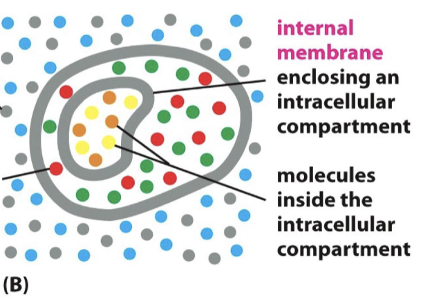 <ul><li><p>contain and delimit cells with water impermeability</p></li><li><p>help to isolate <strong>intracellular organelles</strong></p></li><li><p>allow cells to receive information and import/export molecules with <strong>embedded proteins</strong></p></li></ul><p></p>